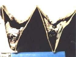 tech 5